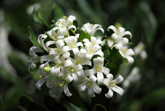 White murraya flowers on a plant in a garden