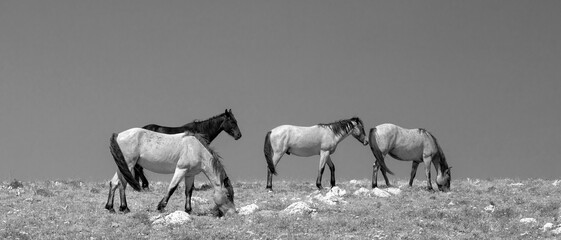 Mustang wild horses on mountain ridge in the Pryor Mountains wild horse range in the western United...