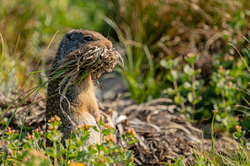Ground Squirrel Stands On Watch With Mouth Full of Grass