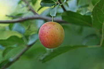 one yellow red ripe plum on a branch with green leaves in summer nature