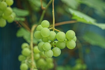 branch with green many grapes among large leaves in a summer garden