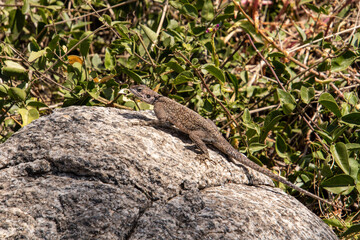 A female agama lizard