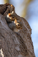 Two Young Grey Squirrels on a tree