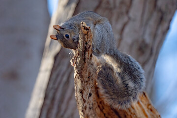 Young Grey Squirrel on a tree