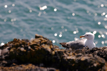 Seagull Nesting by the Sea