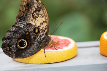 Butterfly eating a piece of grapefruit in a zoo