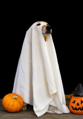 dog dressed as a ghost for halloween