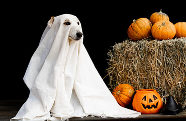 dog dressed as a ghost for halloween