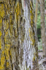 bark texture