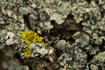 lichen on a tree