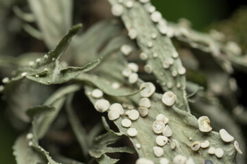 green lichen close up