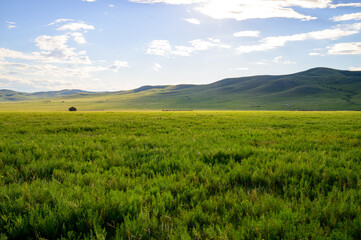 Fototapeta na wymiar Mongolian Summer Landscape. Wild Nature With Blue Sky.