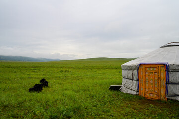 Yurt and the dogs. National ancient home of Asian countries. National housing. Yurts on the background of a green meadow and mountains. Mongolian landscape.