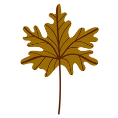 leaf isolated 