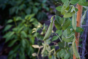 Close up of a snap peas growing on a vine.