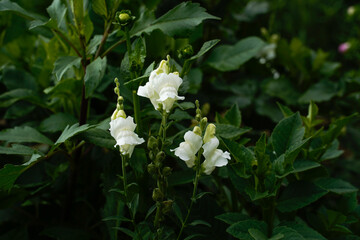 White snapdragon flowers blooming in an outdoor flower garden.