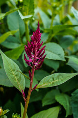 Obraz premium Purple, red celosia flower blooming in an outdoor garden space.