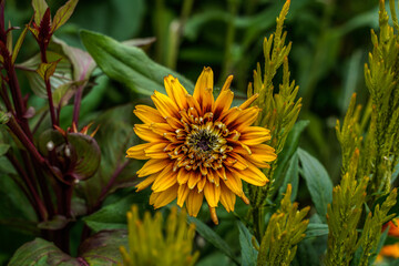 Multi-layer rudbeckia flower growing in an outdoor garden space.