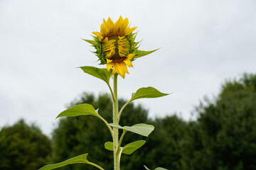 Tall sunflower not fully bloomed in the field. Looks like it is playing peek a boo. © Kathy