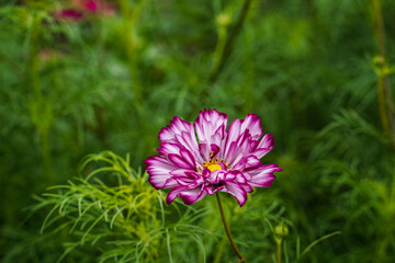Double click cosmos flower growing in an outdoor flower bed. Purple and white flower.
