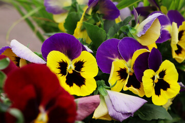 Beautiful colorful pansies growing in garden, closeup