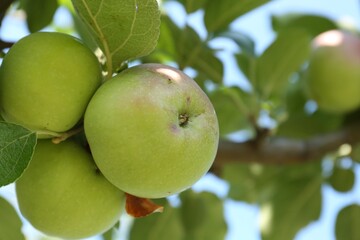 Fresh and ripe apples on tree branch, closeup. Space for text