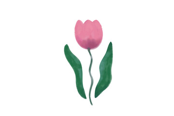 pink tulip isolated on white