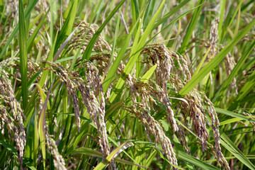 稲穂