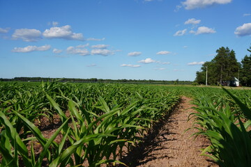 Fototapeta premium Corn stocks are growing on a farm field