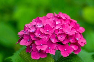 ひっそりと咲く満開の濃いピンクのアジサイの花