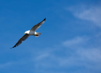 A seagull flys in a blue sky.