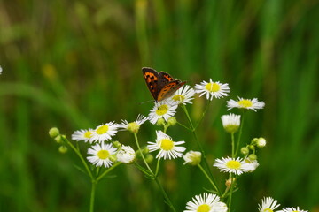 蝶　蝶々　butterfly