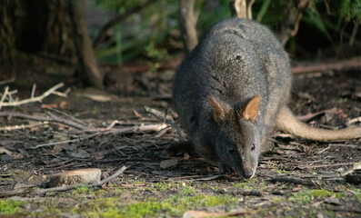 wallabie rufus of tasmania in a park 