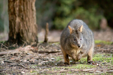 wallabie rufus of tasmania in a park 