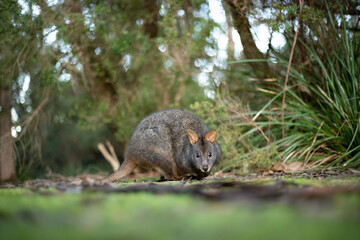 wallabie rufus of tasmania in a park 