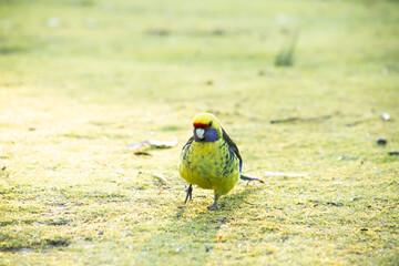 beautiful green rosella at freycinet national park in tasmania /australia