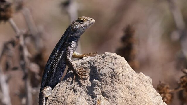 Сalifornia dragon. Western fence lizard (Sceloporus occidentalis) is a common North American lizard. 