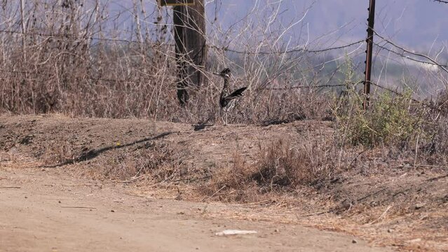 The greater roadrunner (Geococcyx californianus) lives in the steppes and deserts of the United States. Runs well, eats reptiles. Ladera ranch (California).
