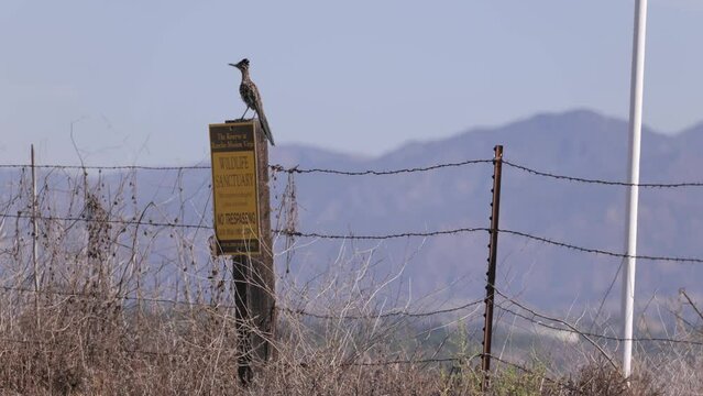The greater roadrunner (Geococcyx californianus) lives in the steppes and deserts of the United States. Runs well, eats reptiles. Ladera ranch (California).