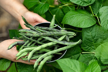Hands holding stainless steel bowl filled with freshly harvested green rattlesnake pole beans from...