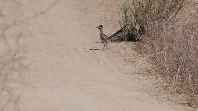 The greater roadrunner (Geococcyx californianus) lives in the steppes and deserts of the United States. Runs well, eats reptiles. Ladera ranch (California).