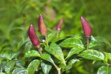 hot and spice chili on tree