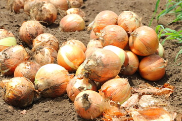 玉ねぎの収穫　畑でとれた新鮮