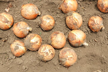 玉ねぎの収穫　畑でとれた新鮮