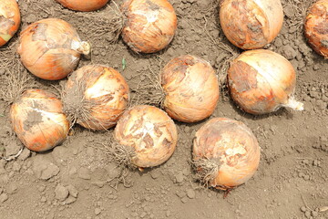 玉ねぎの収穫　畑でとれた新鮮