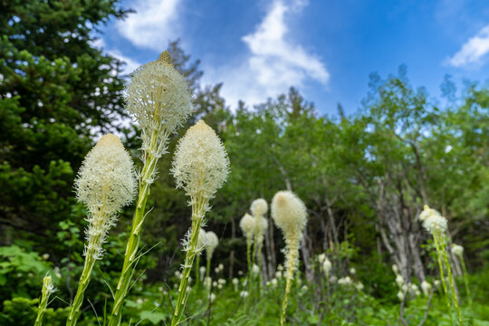 Lovely beargrass in Glacier National Park Montana