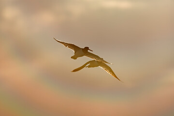 朝焼けの中を飛ぶミヤコドリ(Oystercatcher)