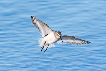 ハマシギ飛翔 (dunlin)