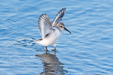 羽ばたくハマシギ (dunlin)