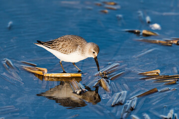 ハマシギ冬羽 (dunlin)
